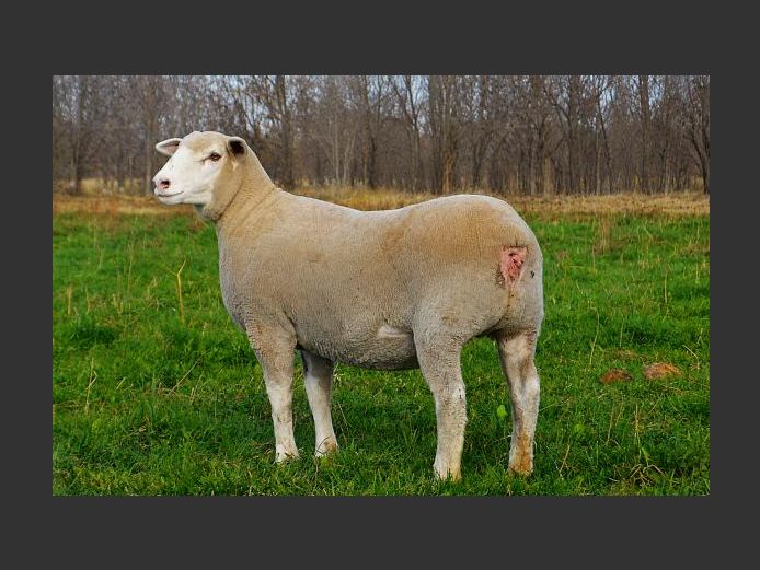 WG 250225 | WILGERSTROOM BOERDERY