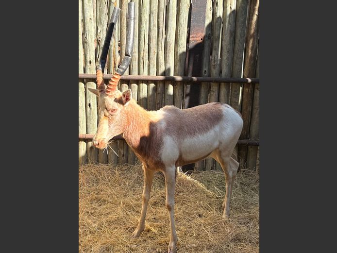 Saddleback Blesbok Ram
