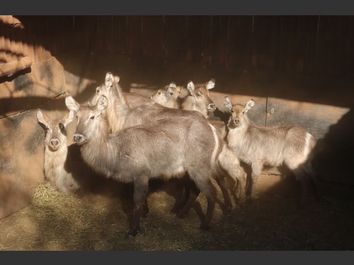 Waterbokke