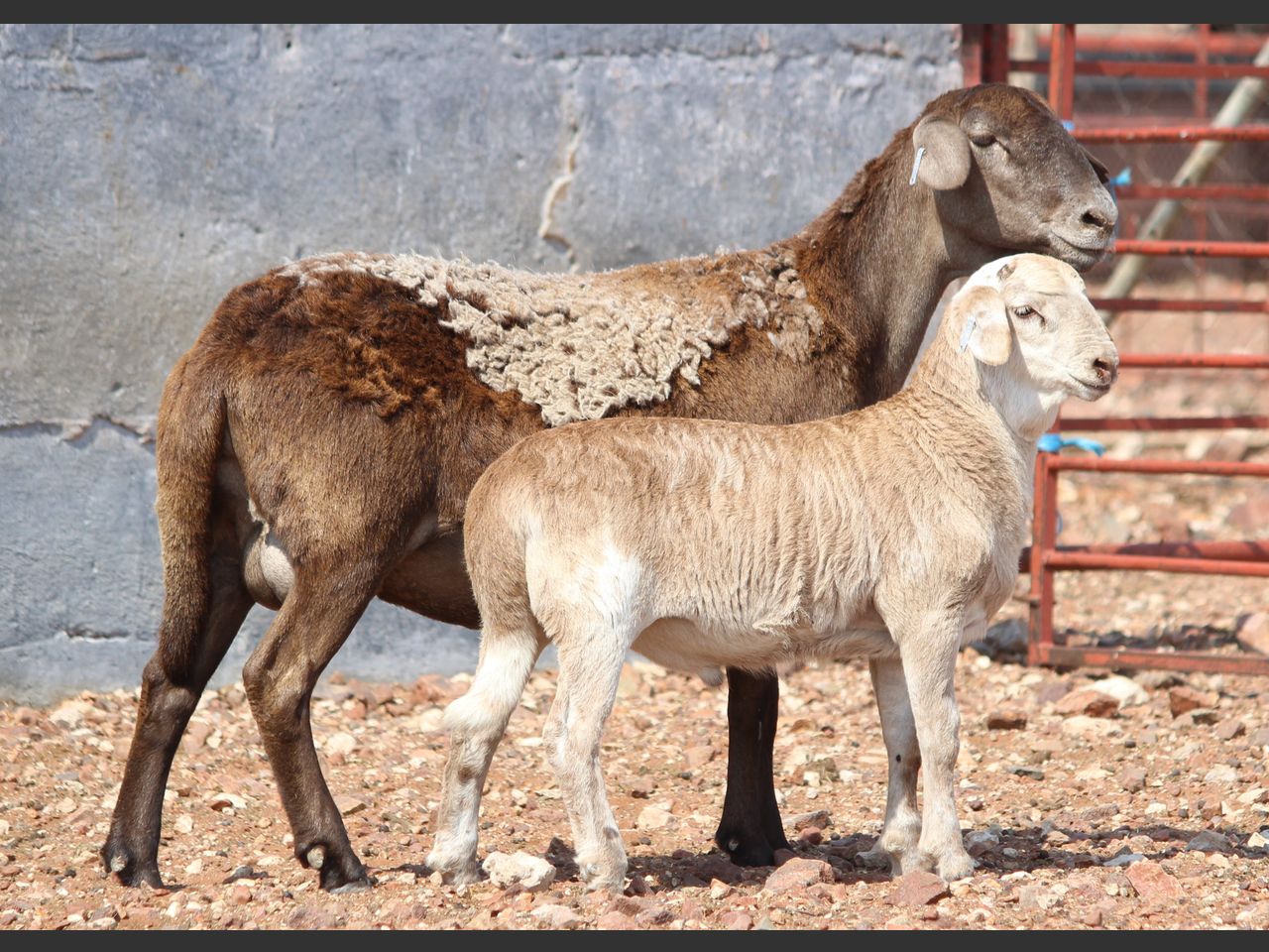 Lot 92C | KALAHARI KAROO MEATMASTER GROEP 38STE VEILING | SwiftVEE ...