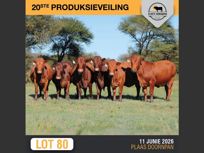 Commercial Animals | FRITS KROON BOERDERY