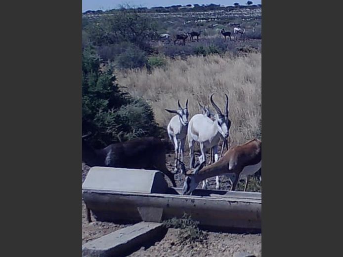 MACCHIATO SPRINGBOKKE | Cillfaris (P Cilliers)