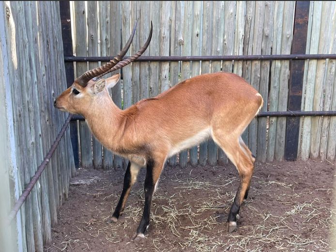 Lechwe