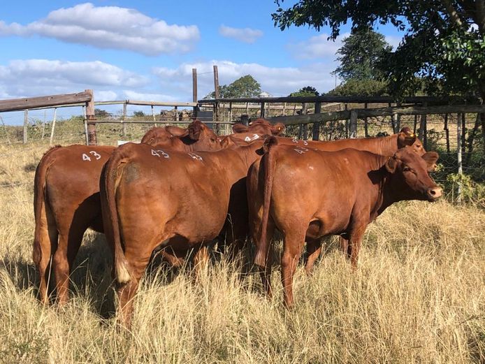 5 RED HEIFERS