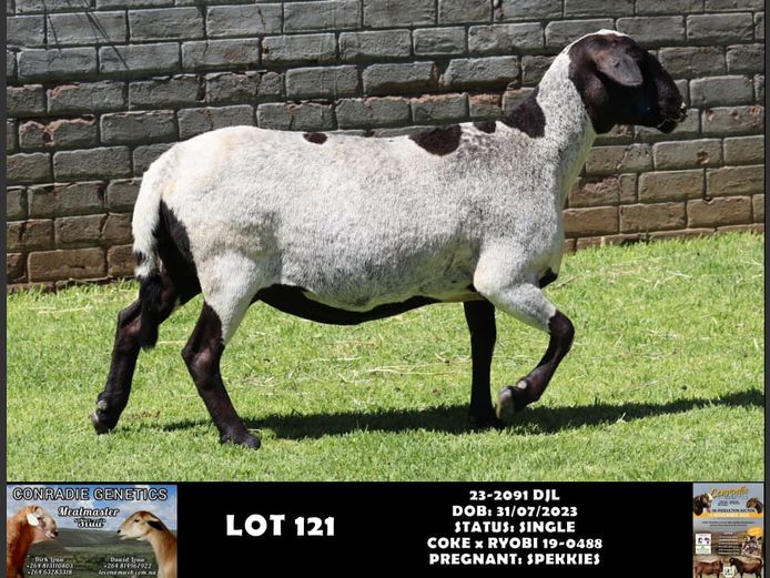 23-2091 DJL | DIRK LOUW