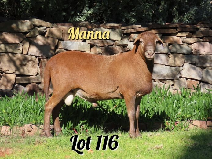 98 | Manna