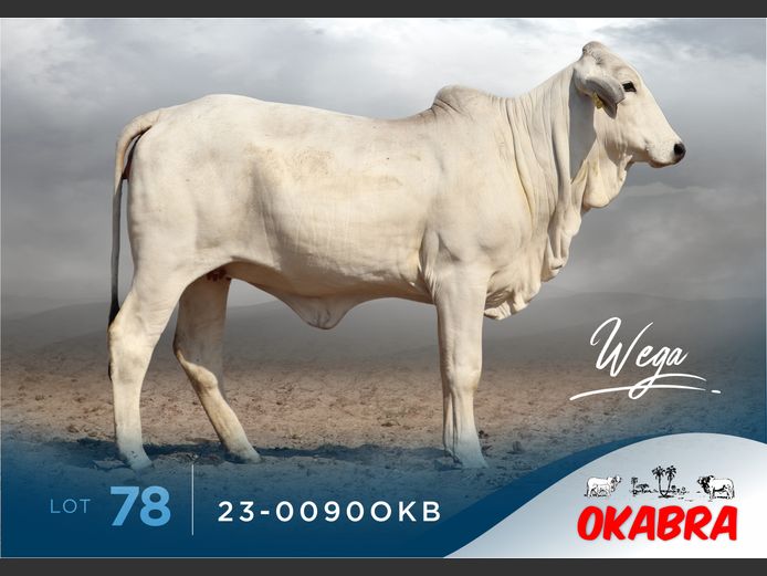 23-0090OKB | OKABRA BRAHMANS