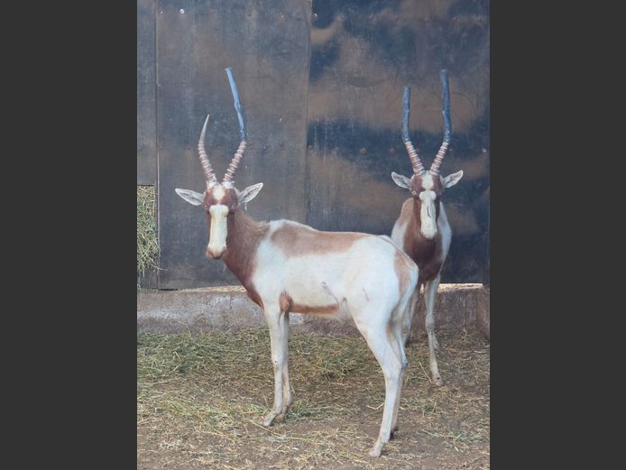 SADDLEBACK BLESBOK | D JACOBS