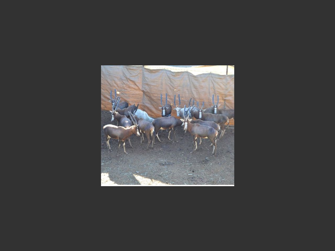 images