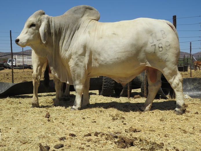 22-0789JLB | JLB BRAHMAN