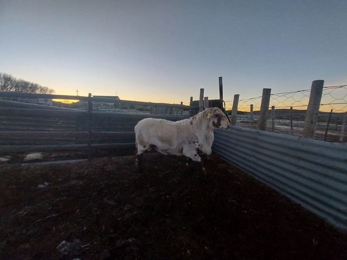 ORN 214 | Nicolaas Paulsen - Oranjefontein Meatmasters