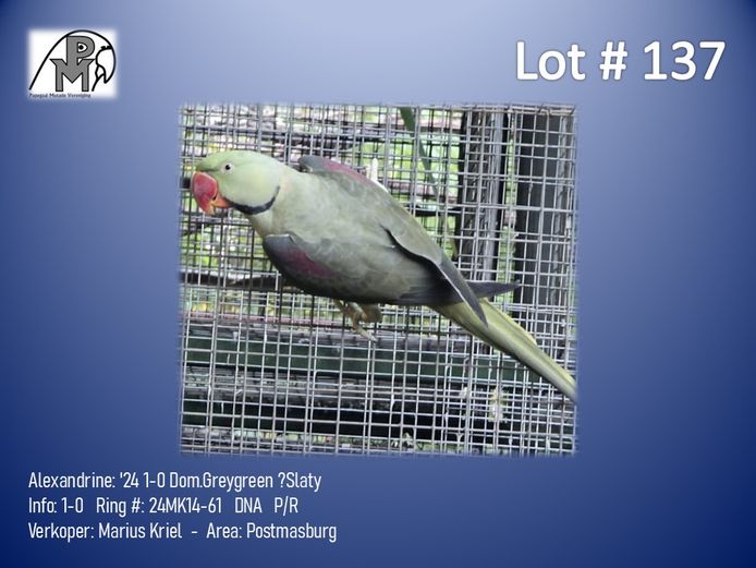 1-0 '24 Alexandrine: Dom.Greygreen ?Slaty - Marius Kriel