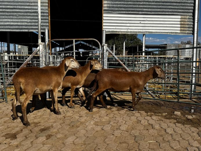 R JACOBS | COMMERCIAL EWES