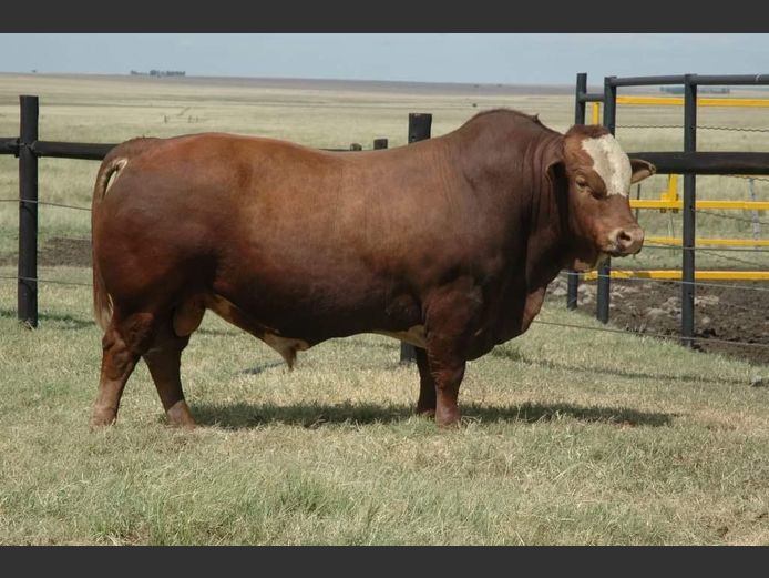 Semen Lot | HDL12148 | JHA PRINSLOO - Prairie 2