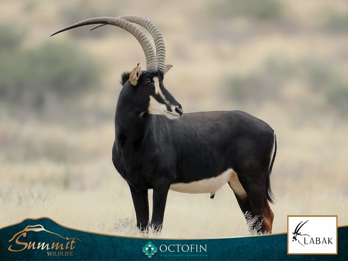 44" SABLE BULL