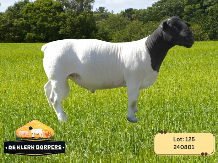 240801 | DE KLERK DORPERS