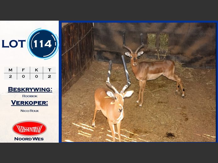 Rooibokke