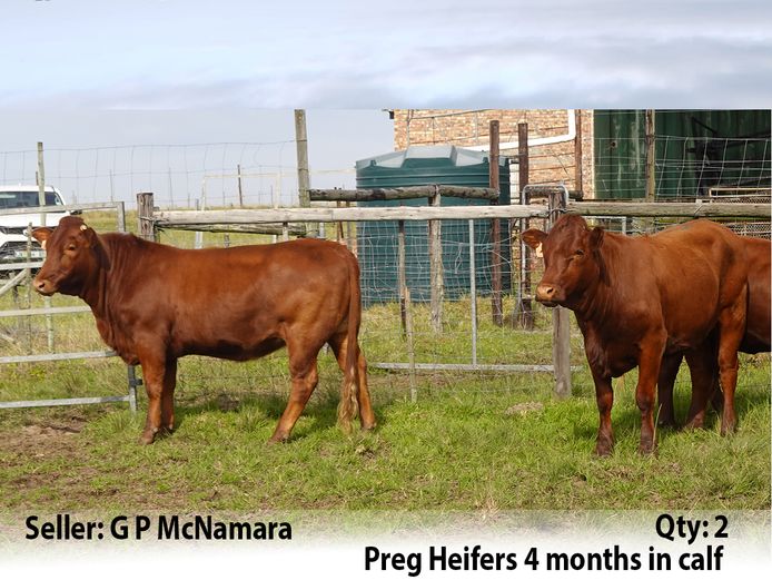 Commercial Animals | G P McNamara