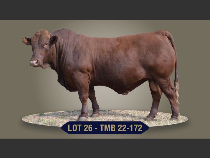 TMB220172 | G.J. STRYDOM