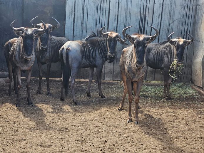 BLUE WILDEBEEST | NYLSVLEI GAME