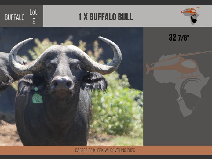 Buffalo – 32 7/8"