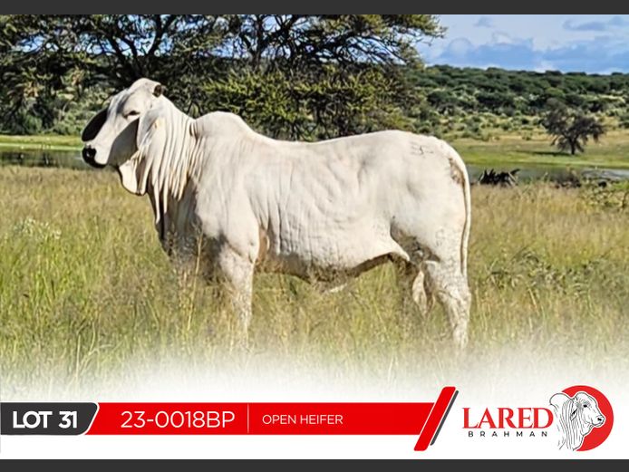 23-0018BP | LARED BRAHMAN