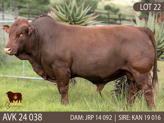 AVK 240038 | VAN KERKEN BONSMARA