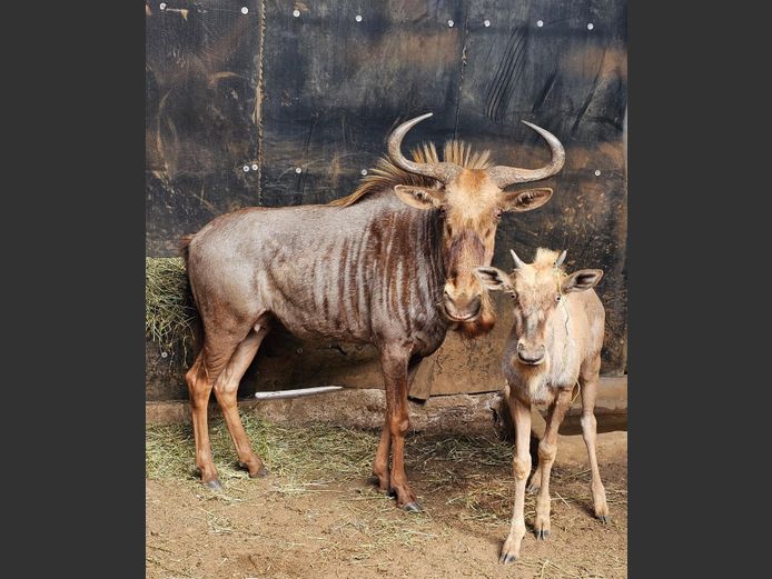 GOLDEN GNU | ZEEKOEVALLEY