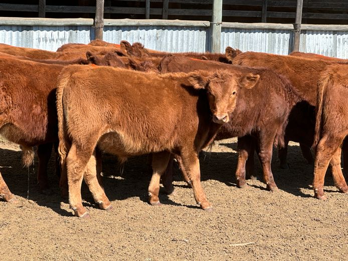 Weaners | WanField Farms