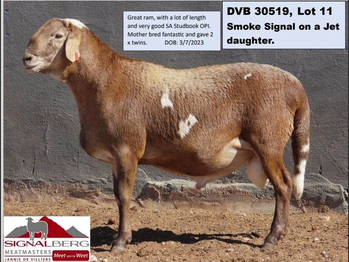 SIGNALBERG MEATMASTERS | DVB 30519