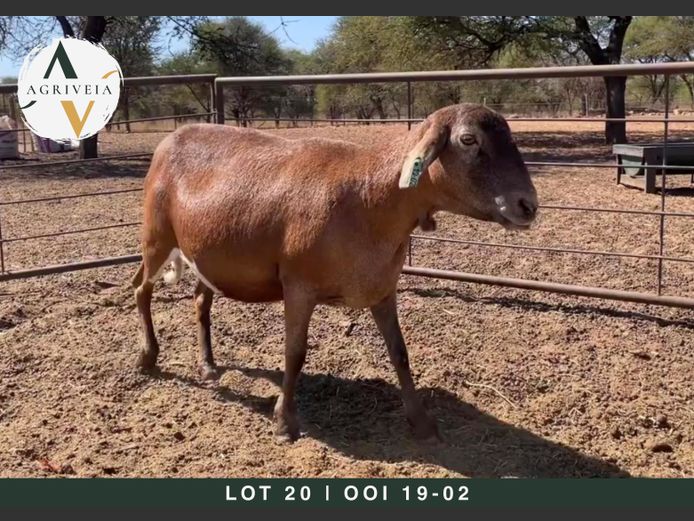 19 02 | Christo Carstens - Agriveia Meatmasters