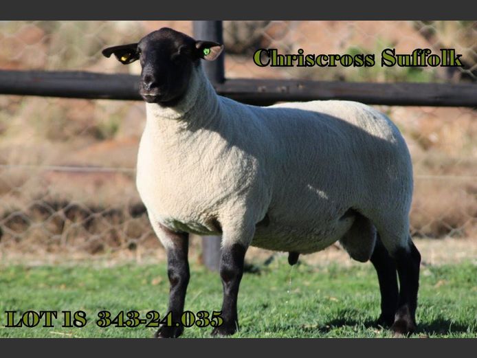 343 240035 | CHRISCROSS SUFFOLKS