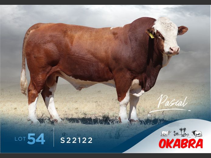 S22122 | OKASIM SIMMENTALERS