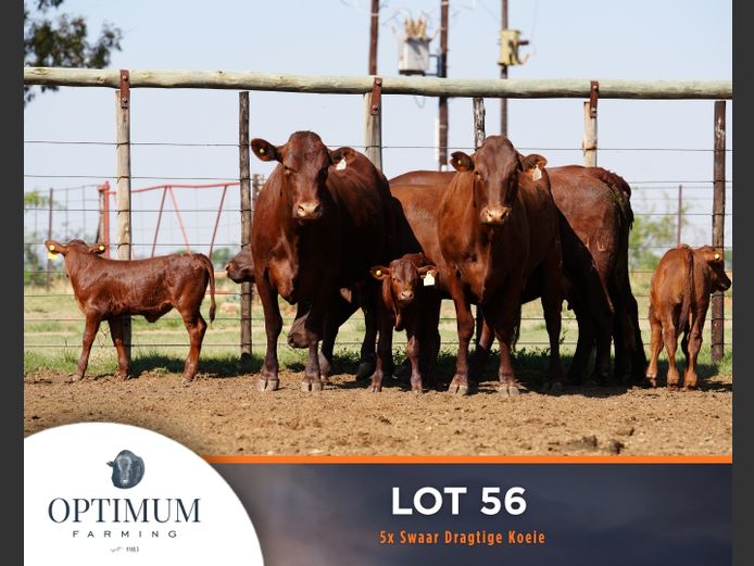 Commercial Animals | OPTIMUM FARMING M WIPPLINGER