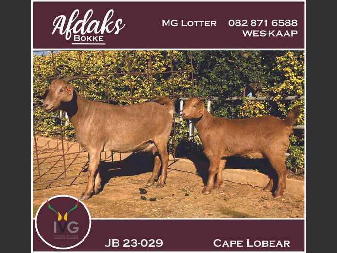 JB 23 - 029 | Afdaks Bokke, Mg Lotter -SA Goat Genetics
