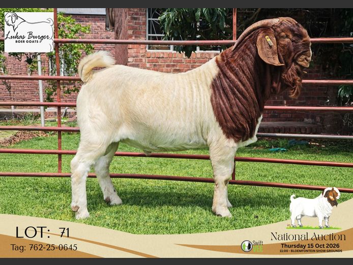 762-25-0645 | AWA Burger Boerbokstoet