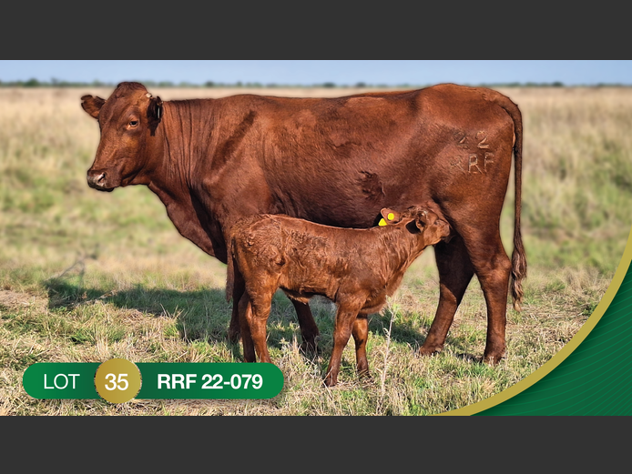 RRF220079 | CULMPINE BONSMARAS