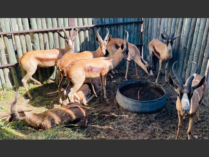 Koper Springbok Ramme