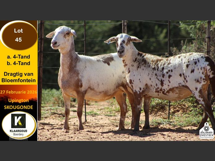 CP 45A | Chris Potgieter & Christia Scholtz - Klaargoud Boerdery