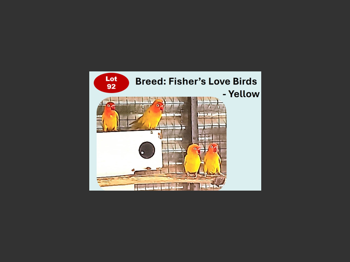 FISHER'S LOVE BIRDS - YELLOW | ANNUAL MYTILUS AND ELOFF