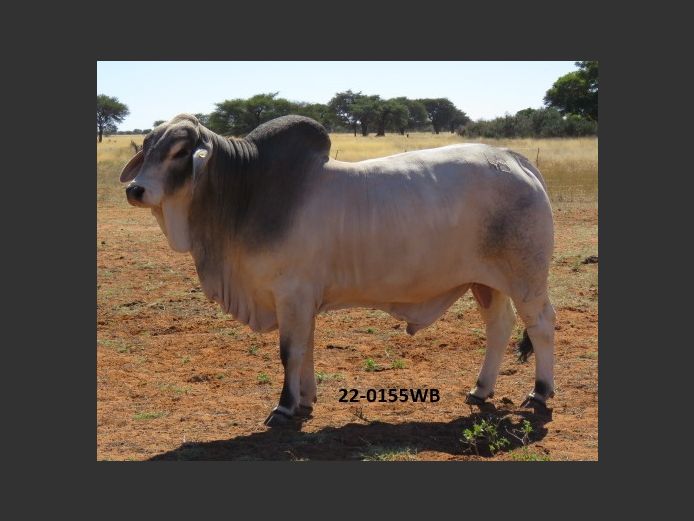 22-0155WB | WOKUMA BRAHMAN