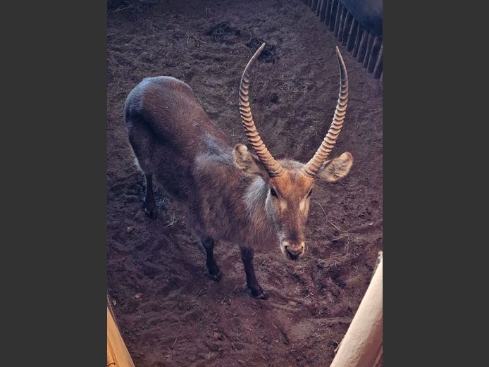 WATERBUCK | DAGBREEK