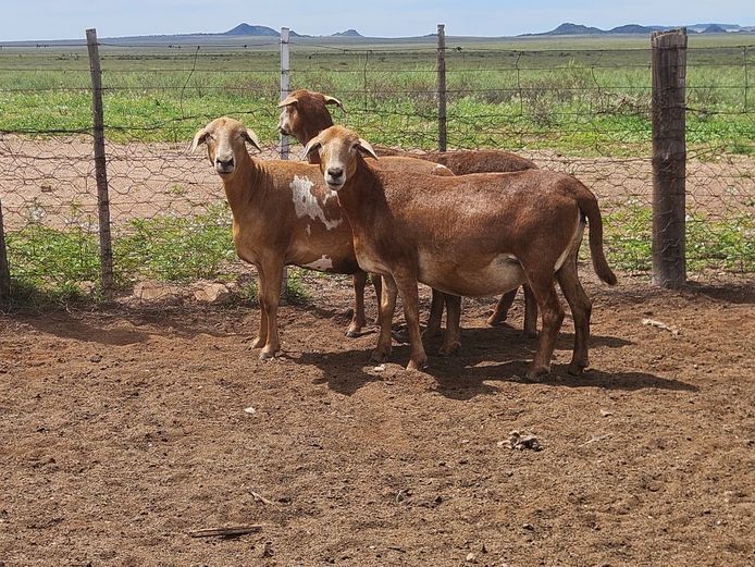 Ooie | GF Van Rooyen