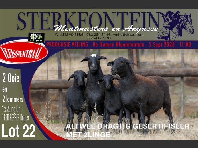 Ewes | Sterkfontein Meatmasters