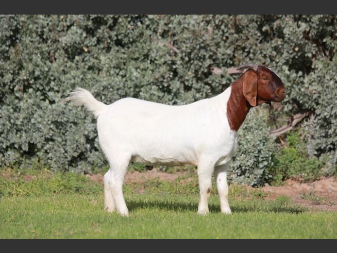 25-04 | Bossieboerdery