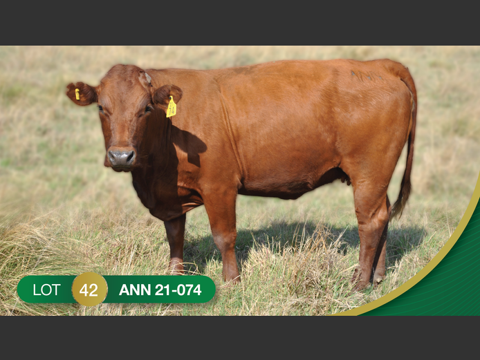 ANN 210074 | ANNANDALE BONSMARAS