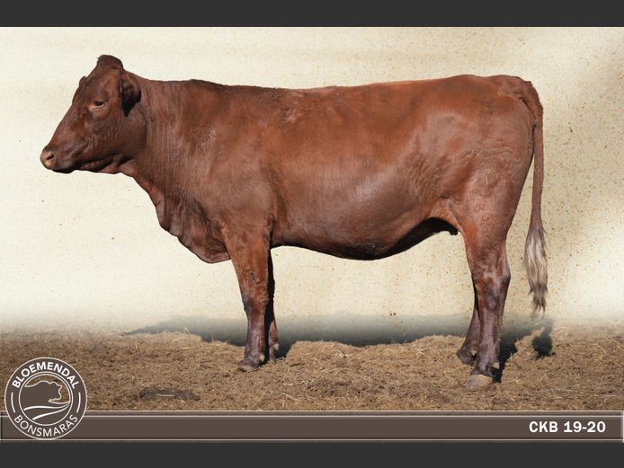 CKB190020 | CHRIS KRUGELL BLOEMENDAL