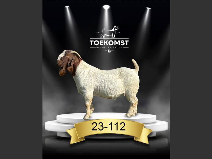 230112 | TOEKOMST BOERGOAT STUDS