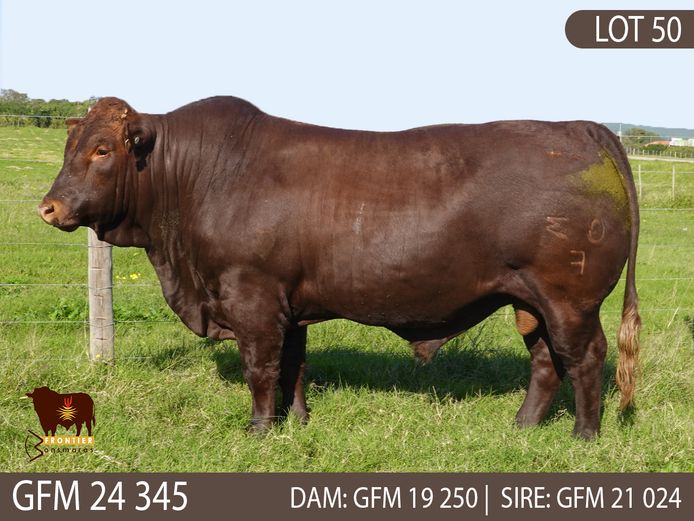 GFM 240345 | MEYER BONSMARAS