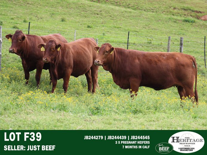 Female Animals | Just Beef